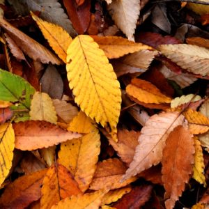 Autumn and the Falling Leaves